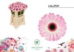 Vollsortiment Gerbera LOLLIPOP - 1 Stiel